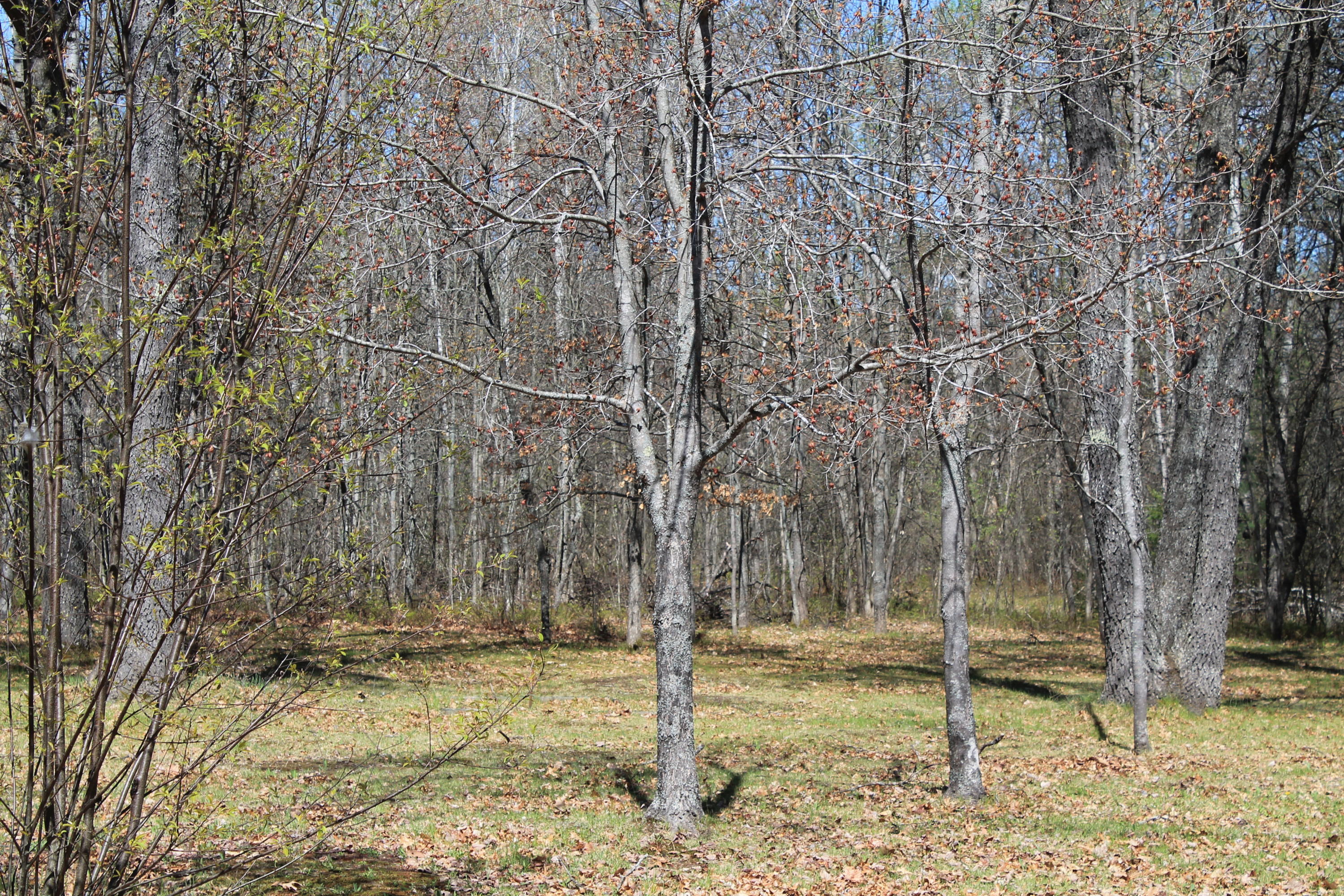 3510 Buttles Road Lewiston, MI 49756 - Photo 32 of 36 Gallery Image 32
