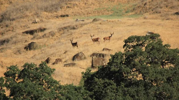 $14,449,000 | 20475 County Road 57, Capay, CA 95607