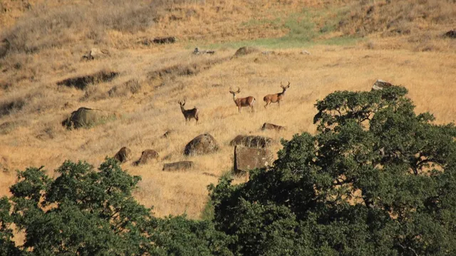 $14,449,000 | 20475 County Road 57, Capay, CA 95607