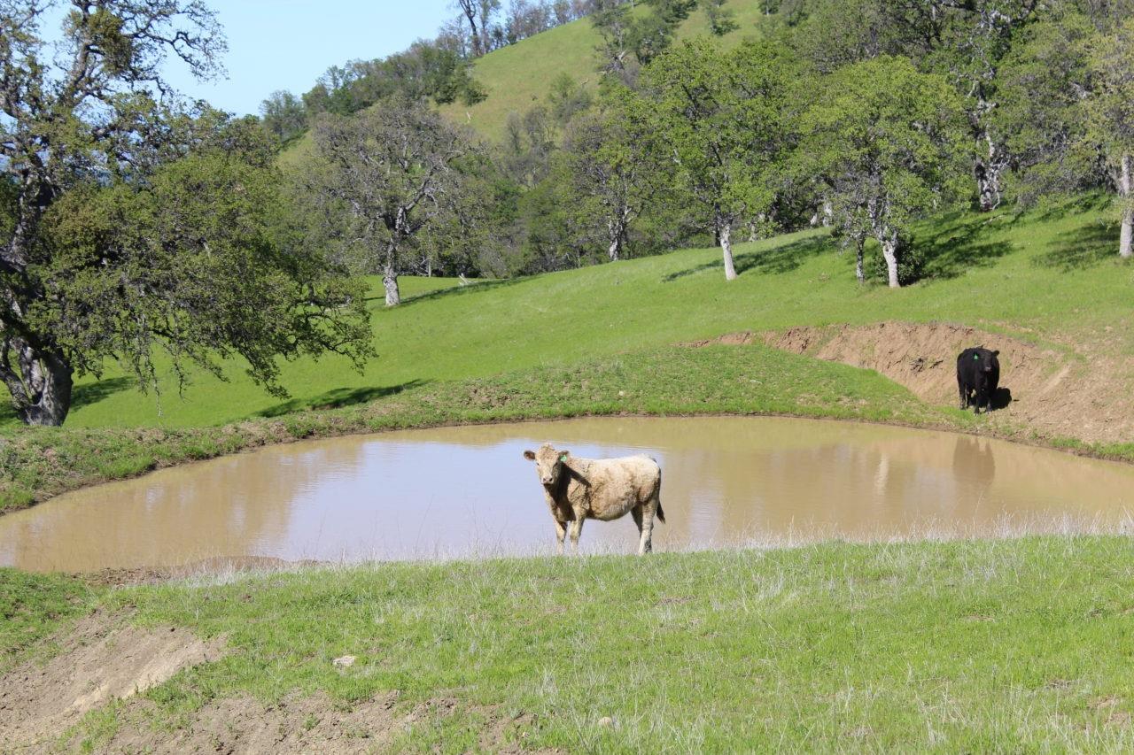20475 County Road 57 Capay, CA 95607 - Photo 5 of 30