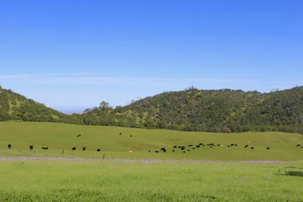 $14,449,000 | 20475 County Road 57, Capay, CA 95607