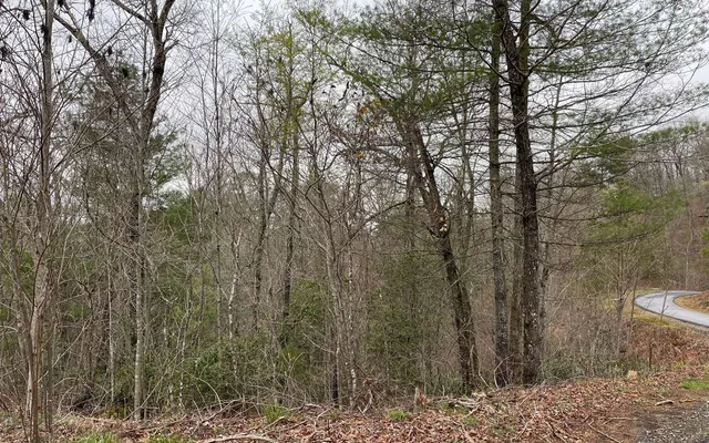 a view of a forest with trees in the background