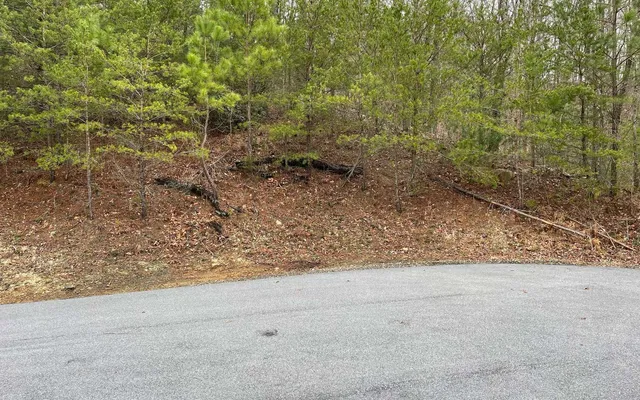 a view of a yard with large trees