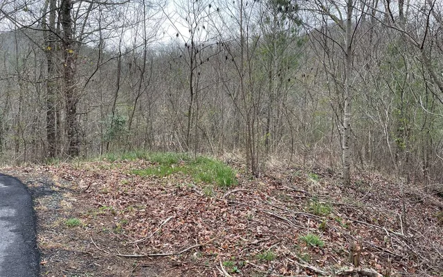 a view of a forest that has a tree