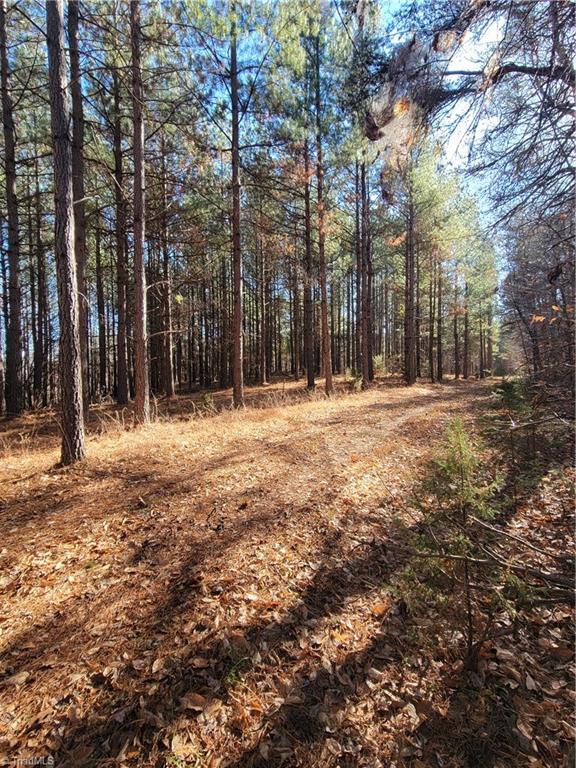 1779 Bowen Road Pinnacle, NC 27043 - Photo 19 of 24 The Easement road on the western property line... looking into the Loblolly Pine