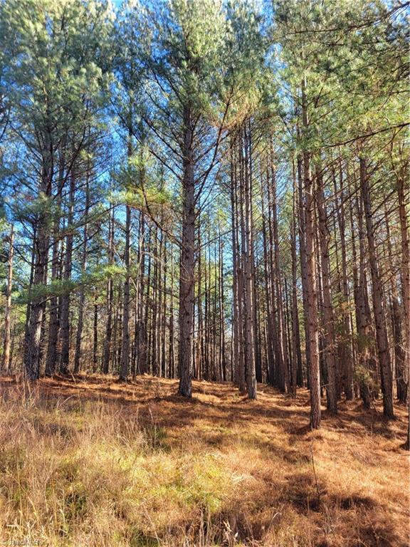 1779 Bowen Road Pinnacle, NC 27043 - Photo 4 of 24 Loblolly Pine Stand 20 years old