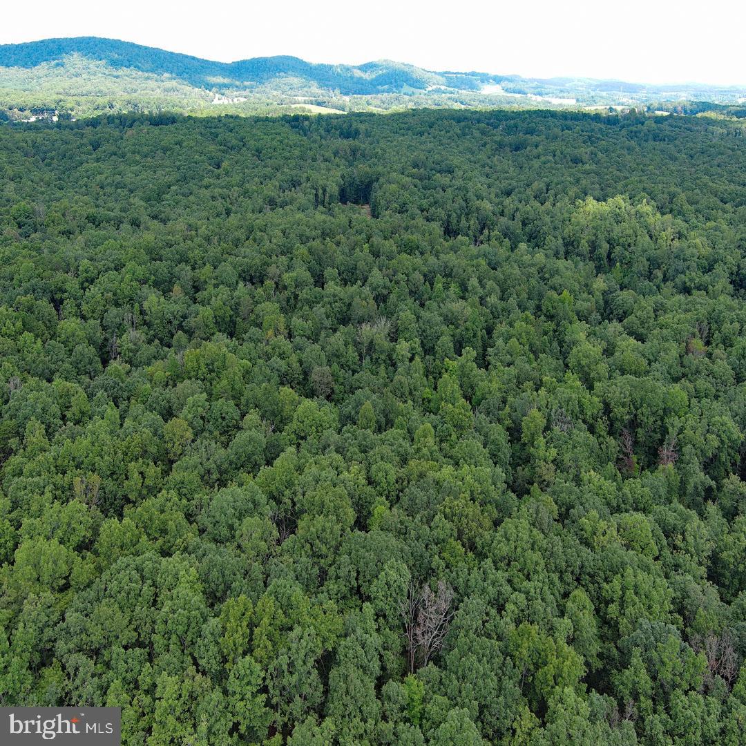 a view of a lush green forest with trees and some houses