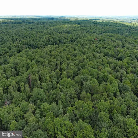 a view of a lush green forest with trees in the background