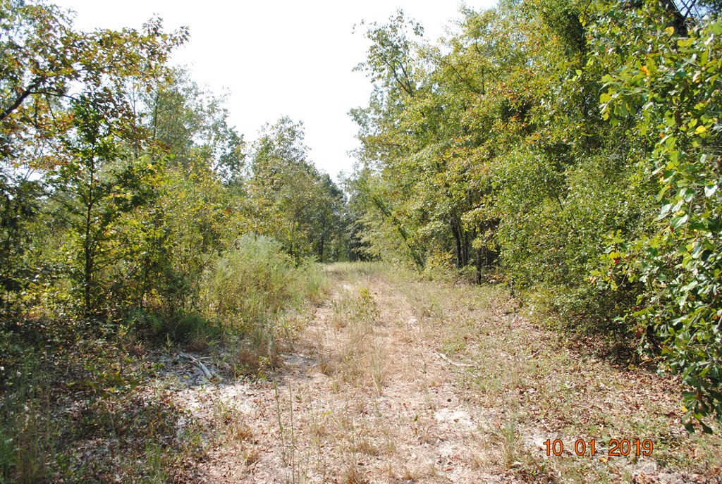0 Hadden Pond Road Avera, GA 30803 - Photo 4 of 5 Gallery Image 4
