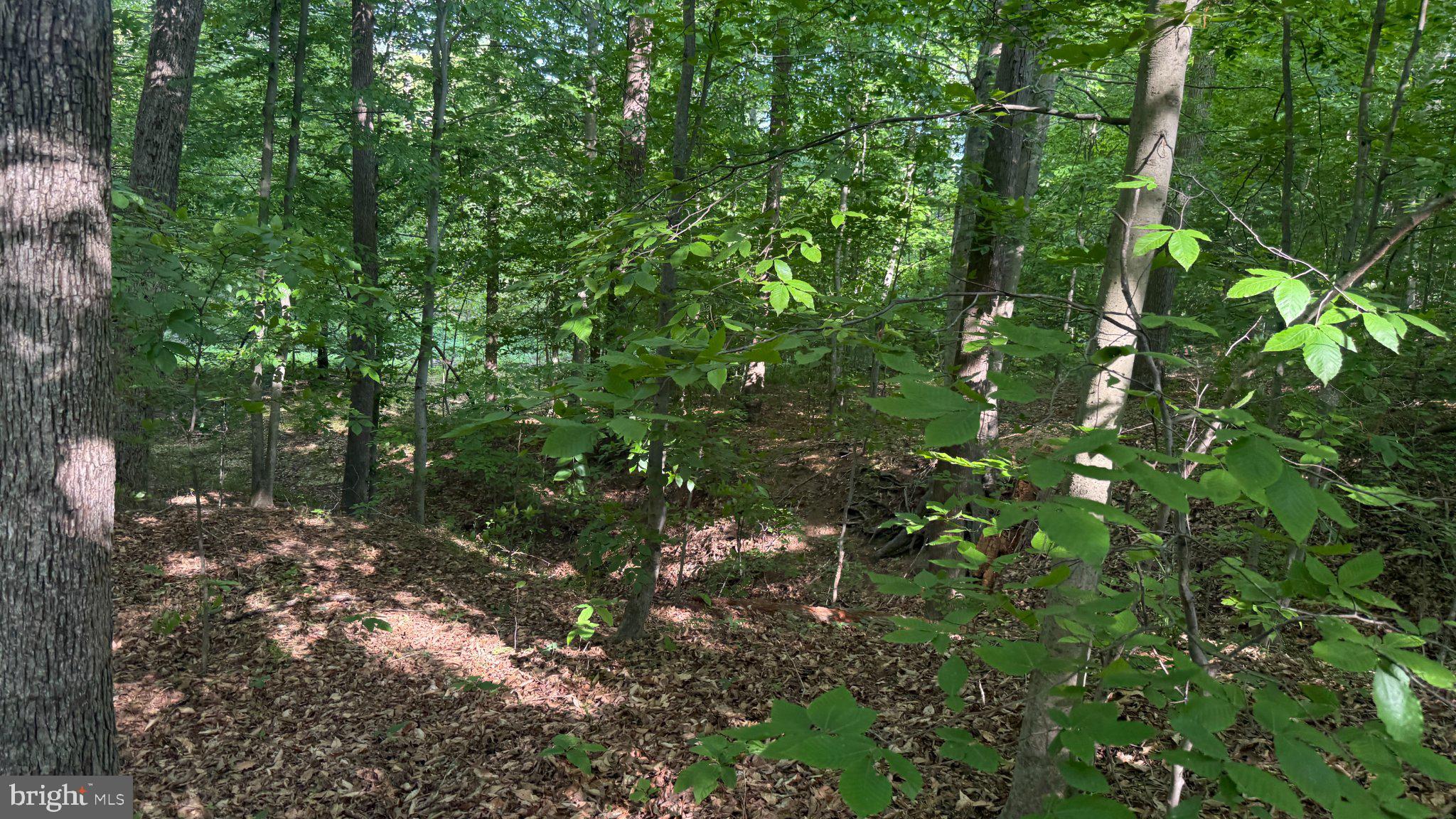1377 Meyers Station Road Odenton, MD 21113 - Photo 14 of 17 Lush green woodland tranquility.