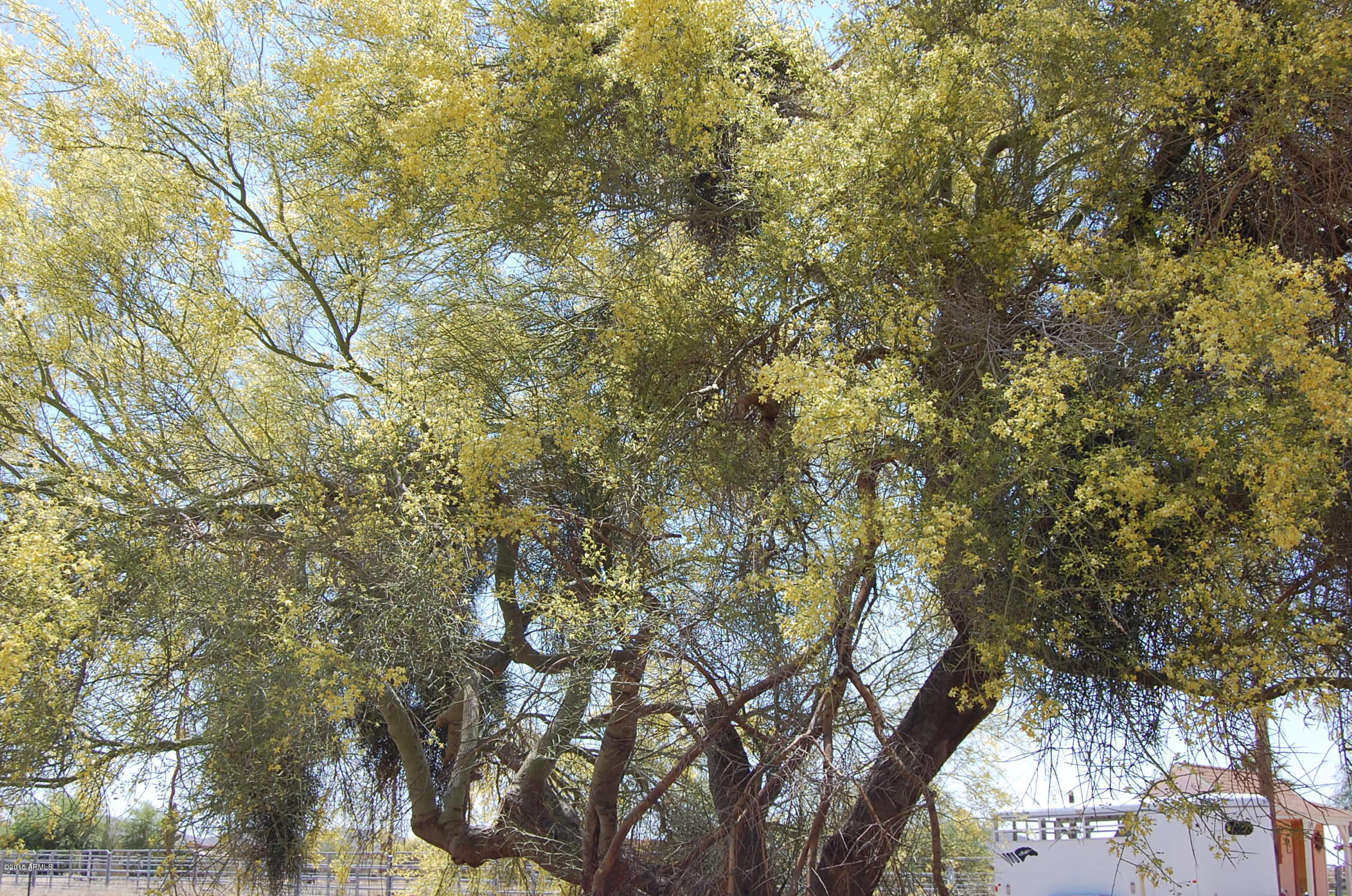 1028 East Irvine Road Phoenix, AZ 85086 - Photo 17 of 22 2015-04-22 15.22.16