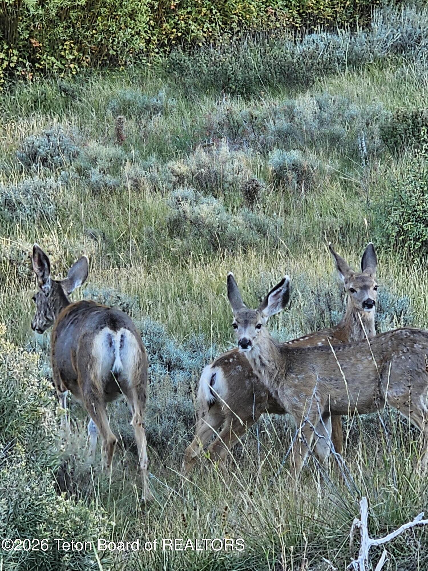 Tbd Upper Picnic Ridge Road Bondurant, WY 82922 - Photo 6 of 9 20240905_182105