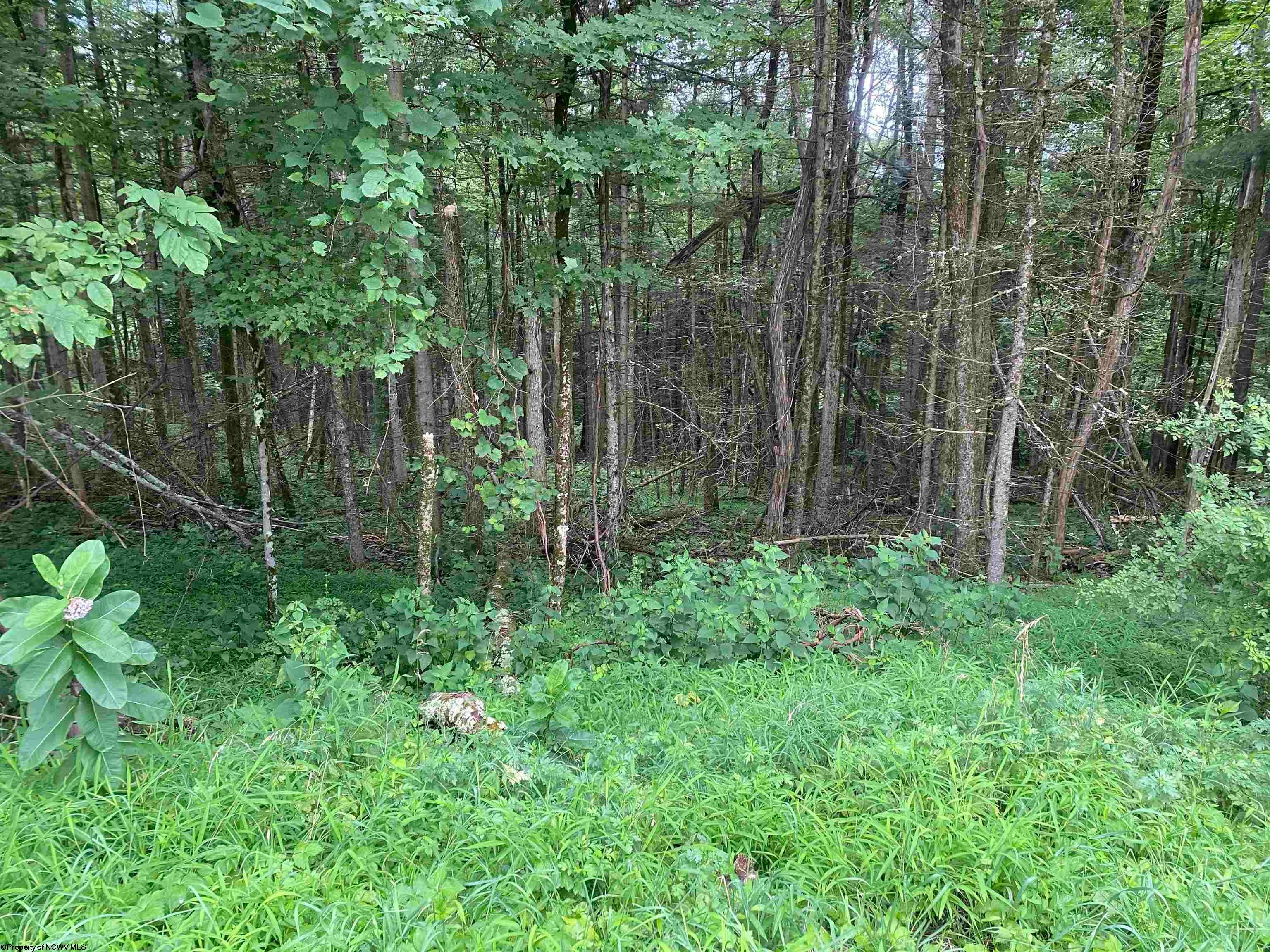 Tbd Limestone Road Parsons, WV 26287 - Photo 5 of 8 Gallery Image 5