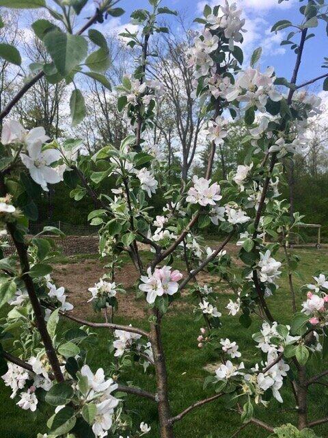 119 Fish Street Fryeburg, ME 04037 - Photo 42 of 47 Fruit Trees Galore
