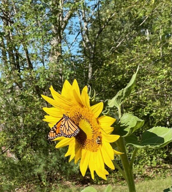 119 Fish Street Fryeburg, ME 04037 - Photo 43 of 47 Flower Gardens