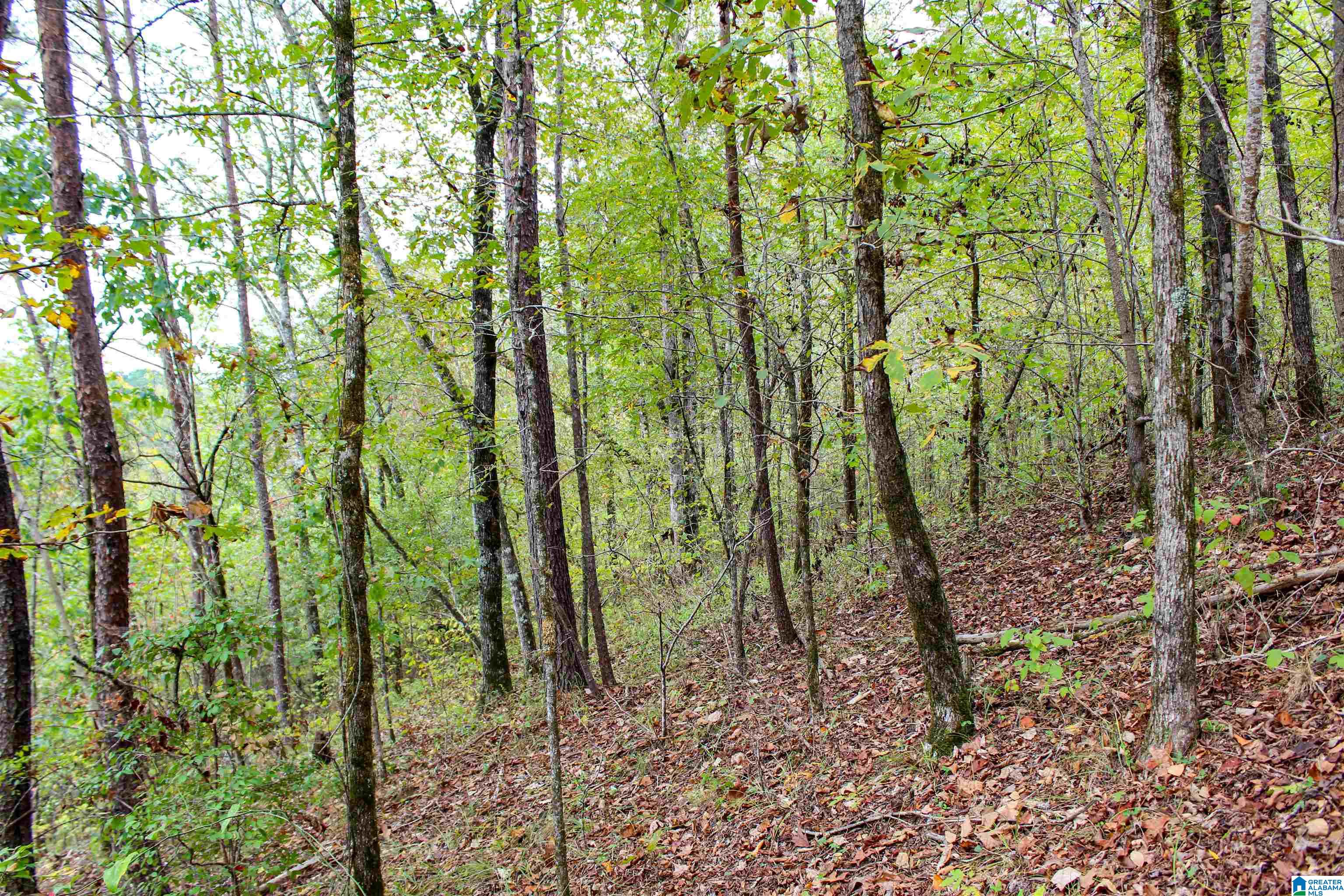 1 Highway 18, Unit 1 Oakman, AL 35579 - Photo 35 of 46