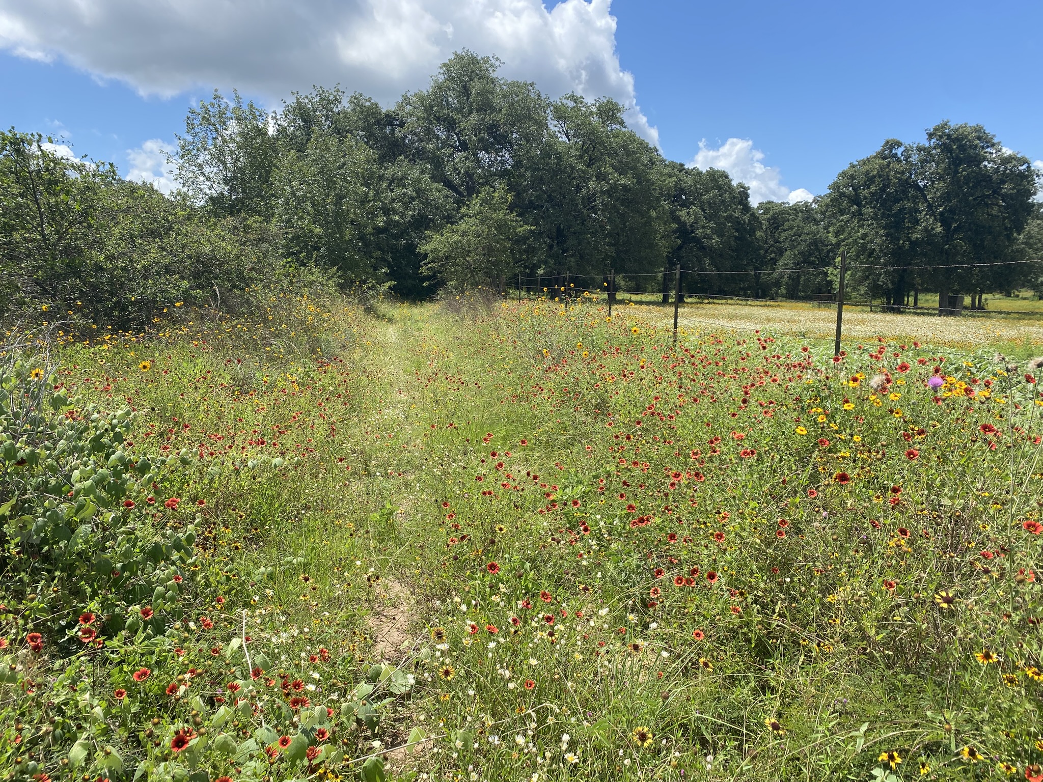 Tbd Deep Sand Lane Elgin, TX 78621 - Photo 1 of 1 Vast fields of colorful wildflowers define this peaceful, open-air setting, offering a serene escape.