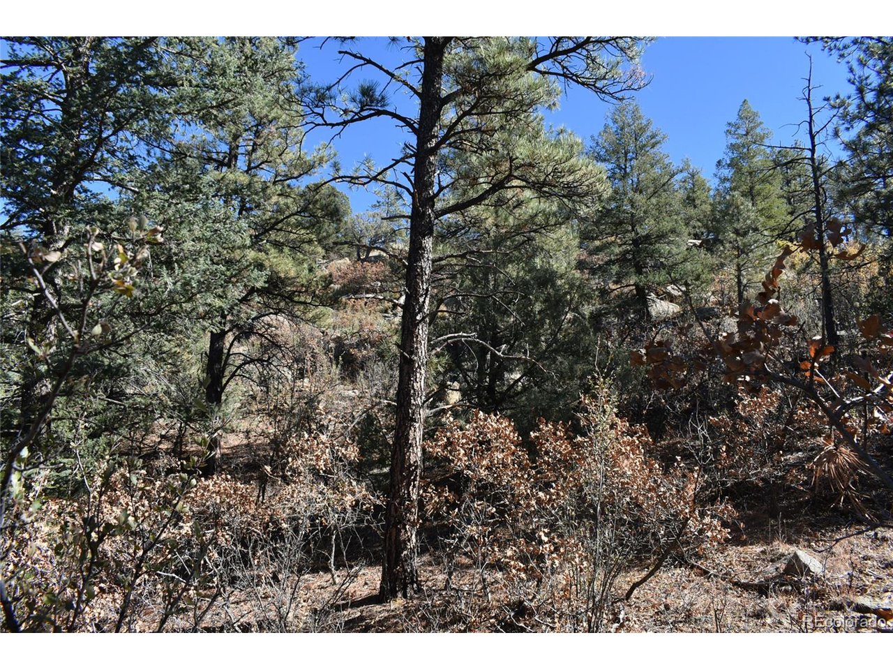 268 Rancho La Weston, CO 81091 - Photo 19 of 29 a view of a bunch of trees