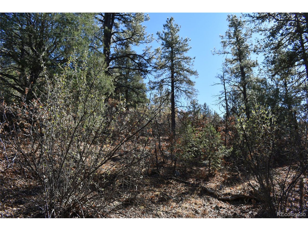 268 Rancho La Weston, CO 81091 - Photo 20 of 29 a view of city and trees