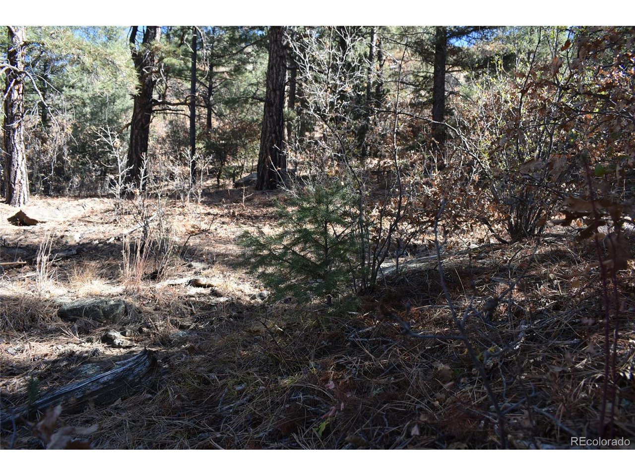 268 Rancho La Weston, CO 81091 - Photo 21 of 29 a view of covered with trees