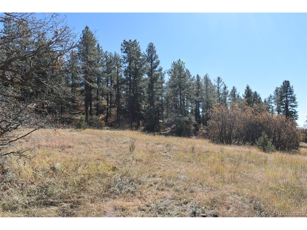 268 Rancho La Weston, CO 81091 - Photo 26 of 29 a view of large yard with large trees