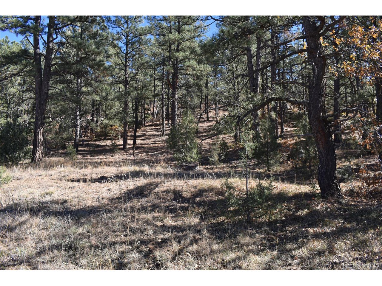 268 Rancho La Weston, CO 81091 - Photo 6 of 29 a view of outdoor space with trees