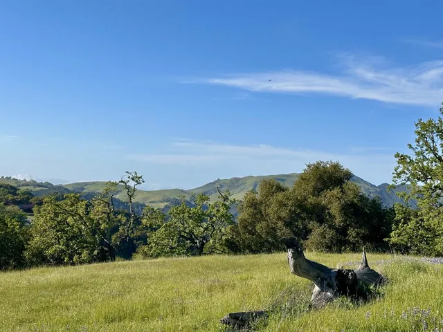 a view of a back yard