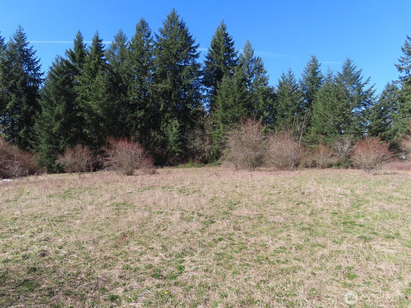 107 West Avery Road Napavine, WA 98532 - Photo 18 of 33 a view of a yard with trees