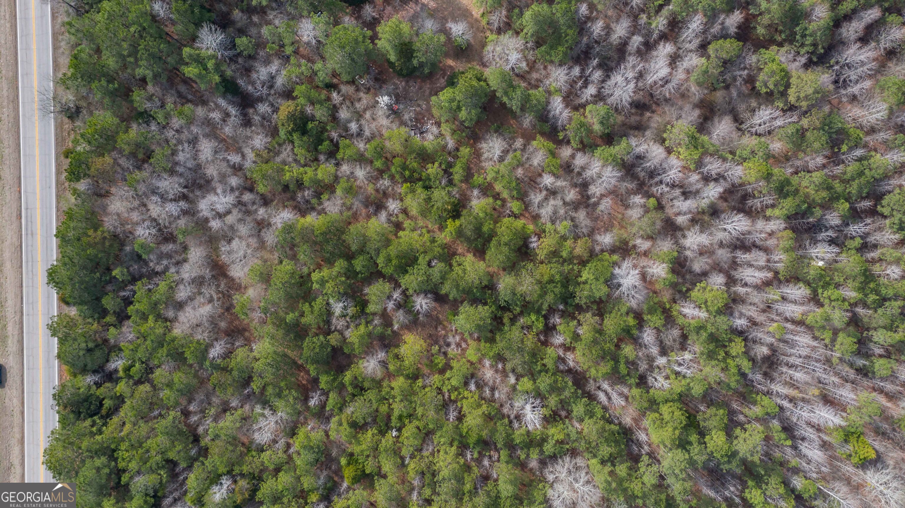 0 Hamilton Road Pine Mountain, GA 31822 - Photo 5 of 10 a view of a forest with a tree