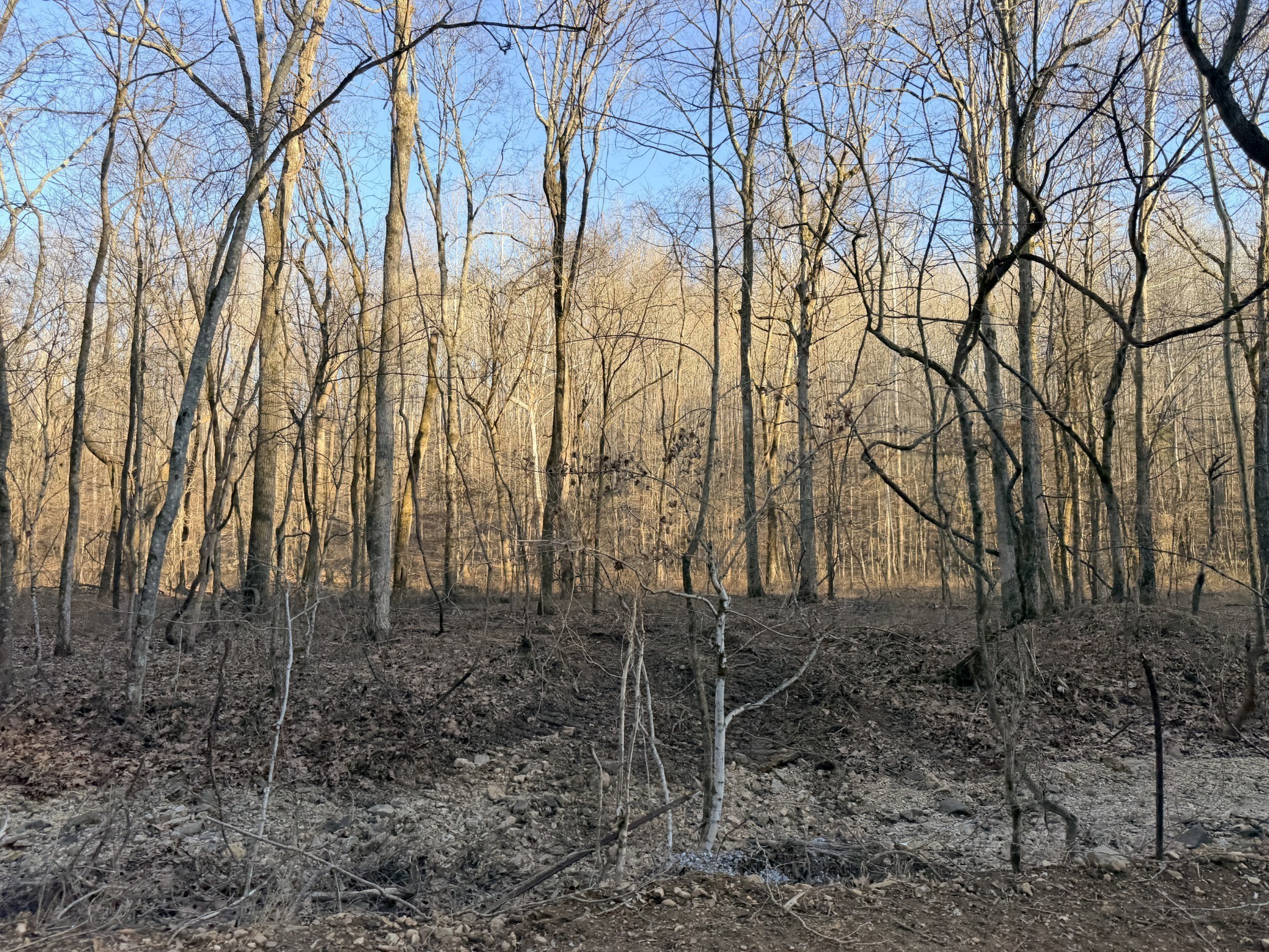 2 John Ross Hollow Road Erin, TN 37061 - Photo 11 of 36 a backyard of a house with lots of green space