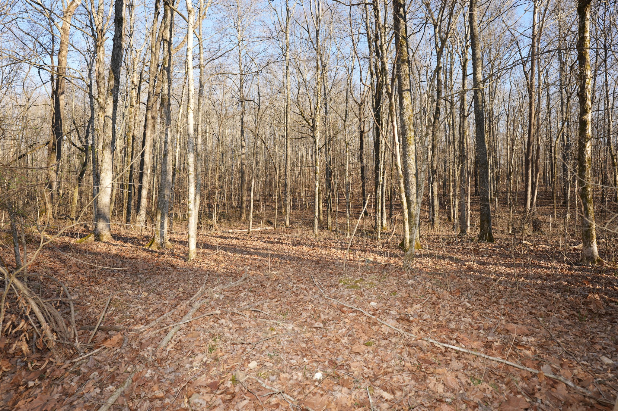 2 John Ross Hollow Road Erin, TN 37061 - Photo 12 of 36 a view of backyard with wooden fence