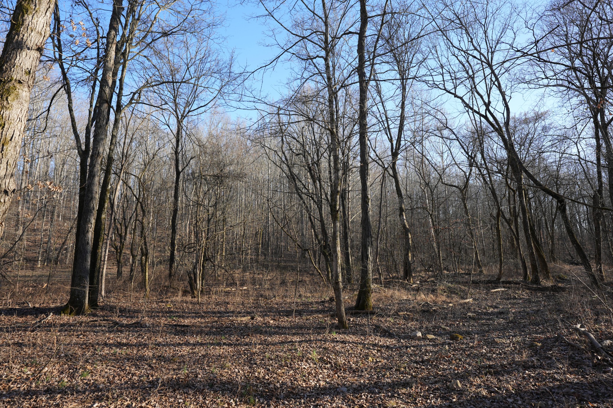 2 John Ross Hollow Road Erin, TN 37061 - Photo 15 of 36 a view of a backyard with large trees