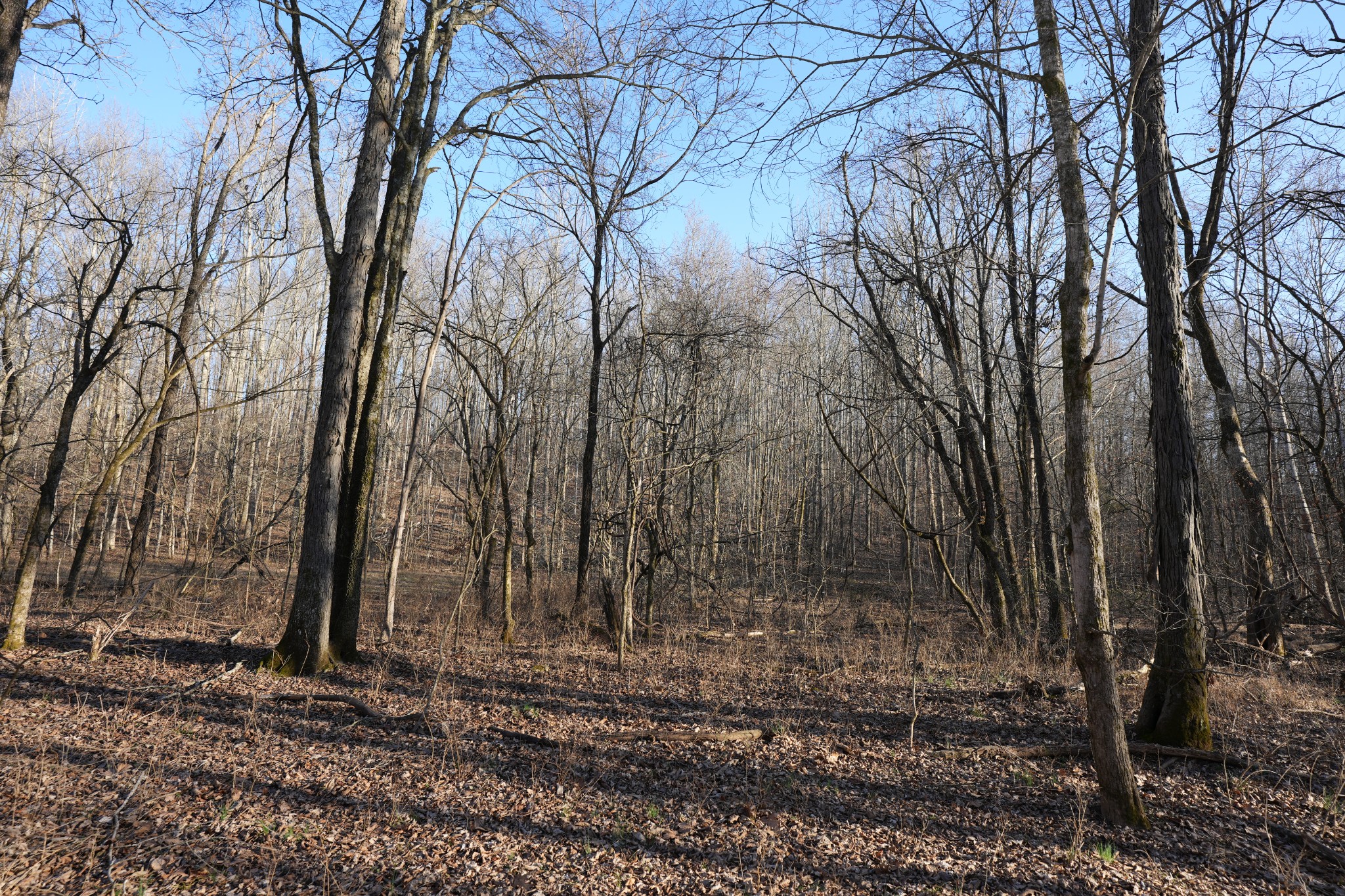 2 John Ross Hollow Road Erin, TN 37061 - Photo 16 of 36 a view of a backyard with large trees
