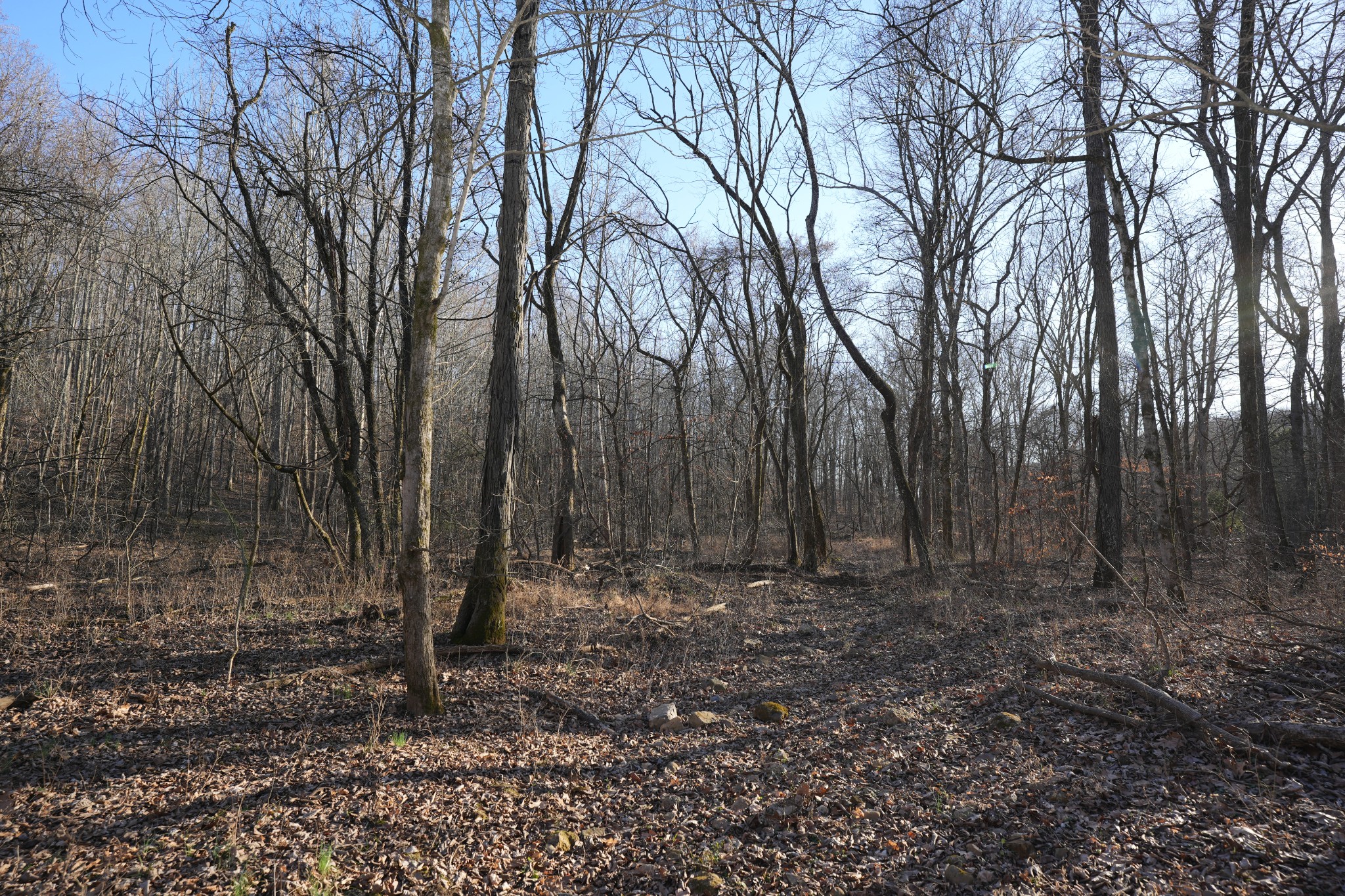 2 John Ross Hollow Road Erin, TN 37061 - Photo 19 of 36 a view of backyard with green space