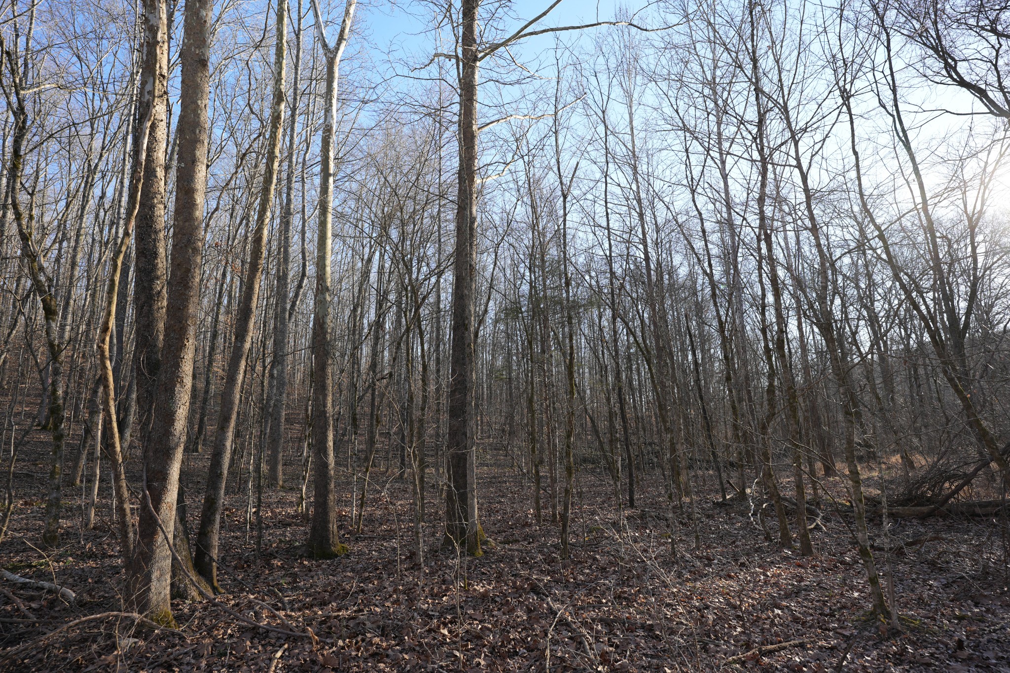 2 John Ross Hollow Road Erin, TN 37061 - Photo 20 of 36 a view of lots of trees