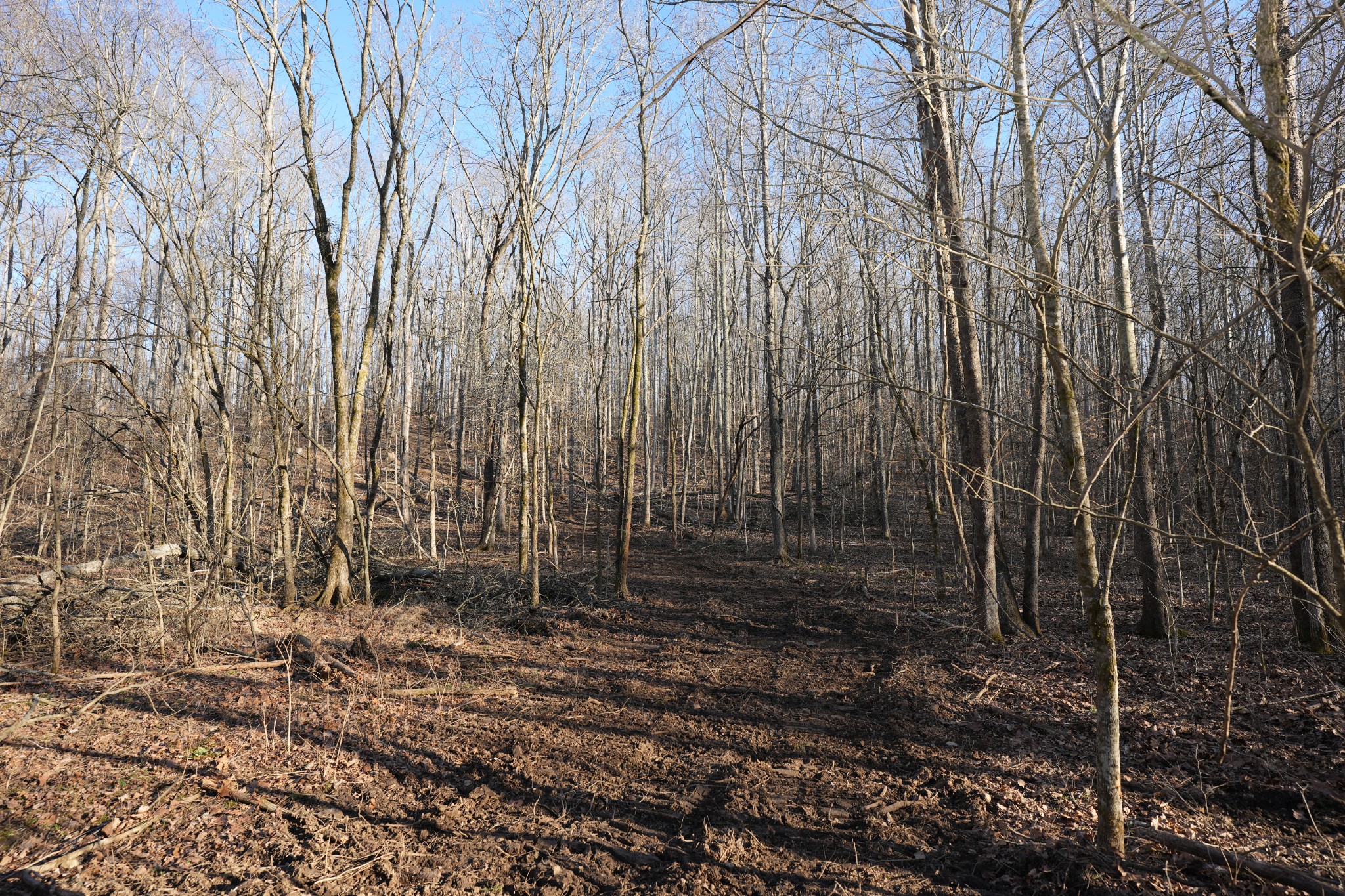 2 John Ross Hollow Road Erin, TN 37061 - Photo 2 of 36 a view of backyard with green space