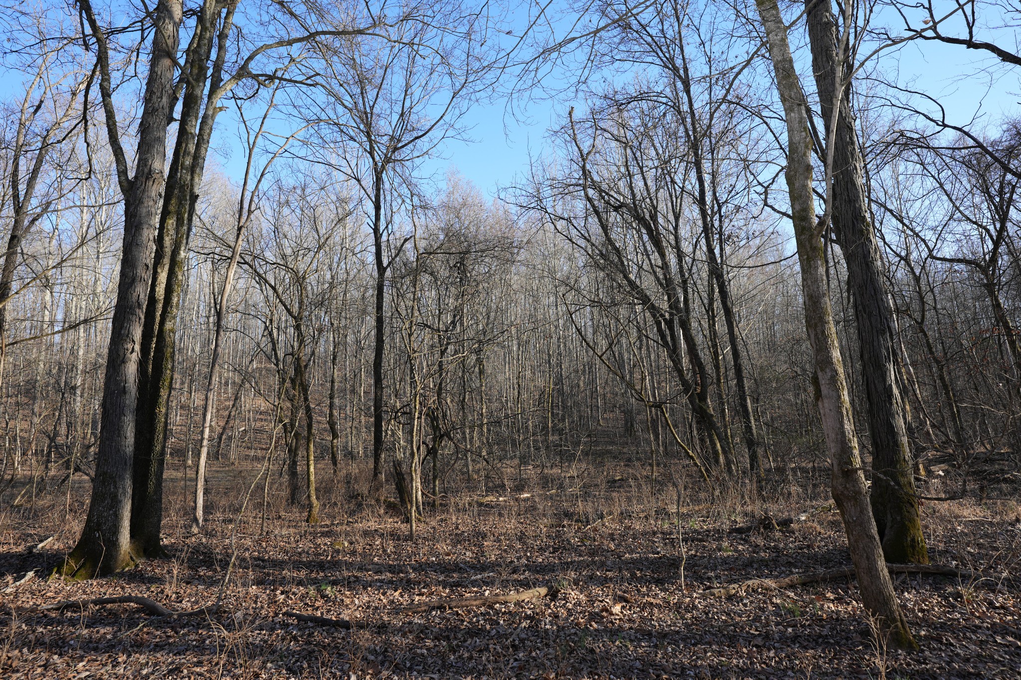 2 John Ross Hollow Road Erin, TN 37061 - Photo 21 of 36 a view of a backyard