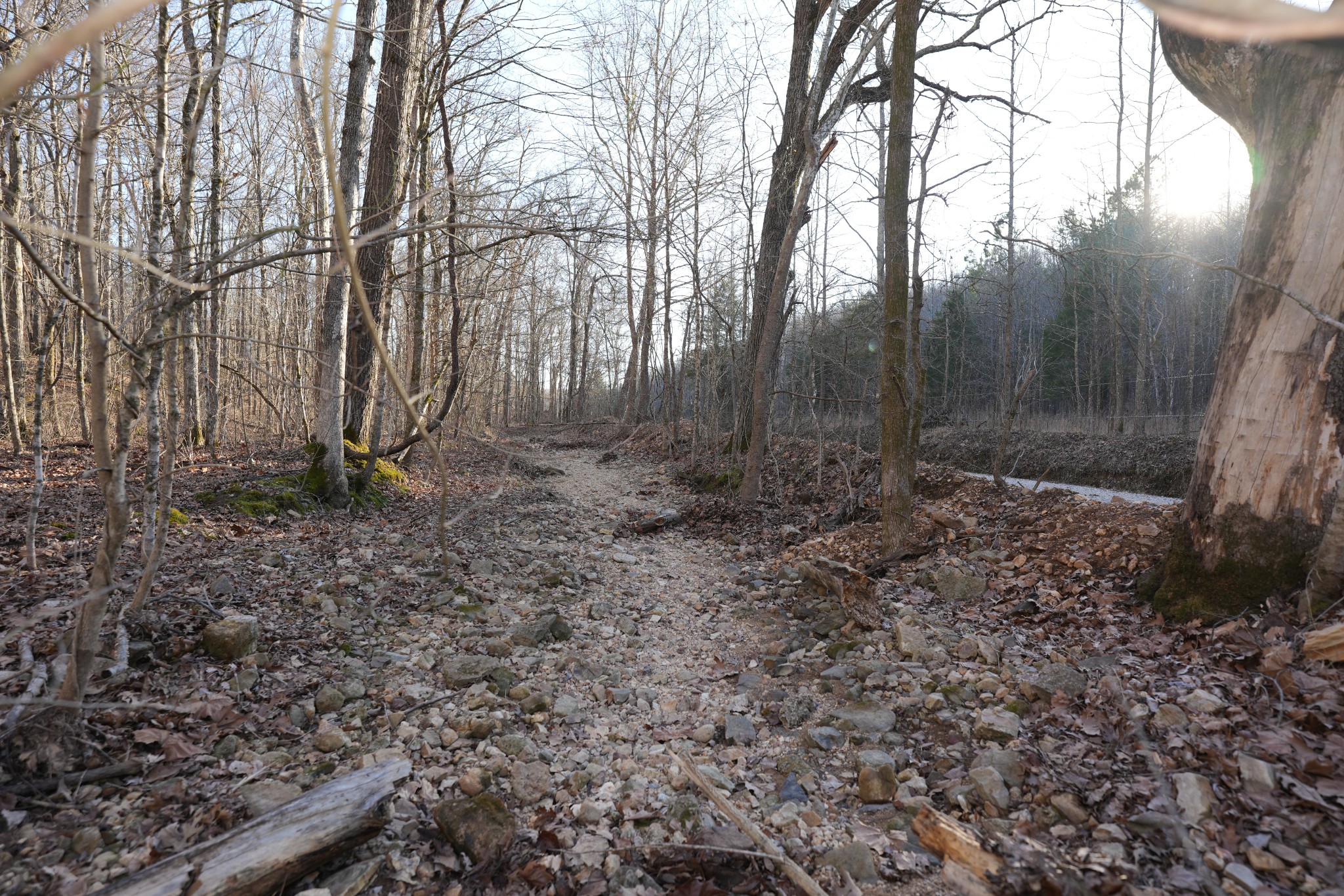 2 John Ross Hollow Road Erin, TN 37061 - Photo 22 of 36 a view of a yard with large trees