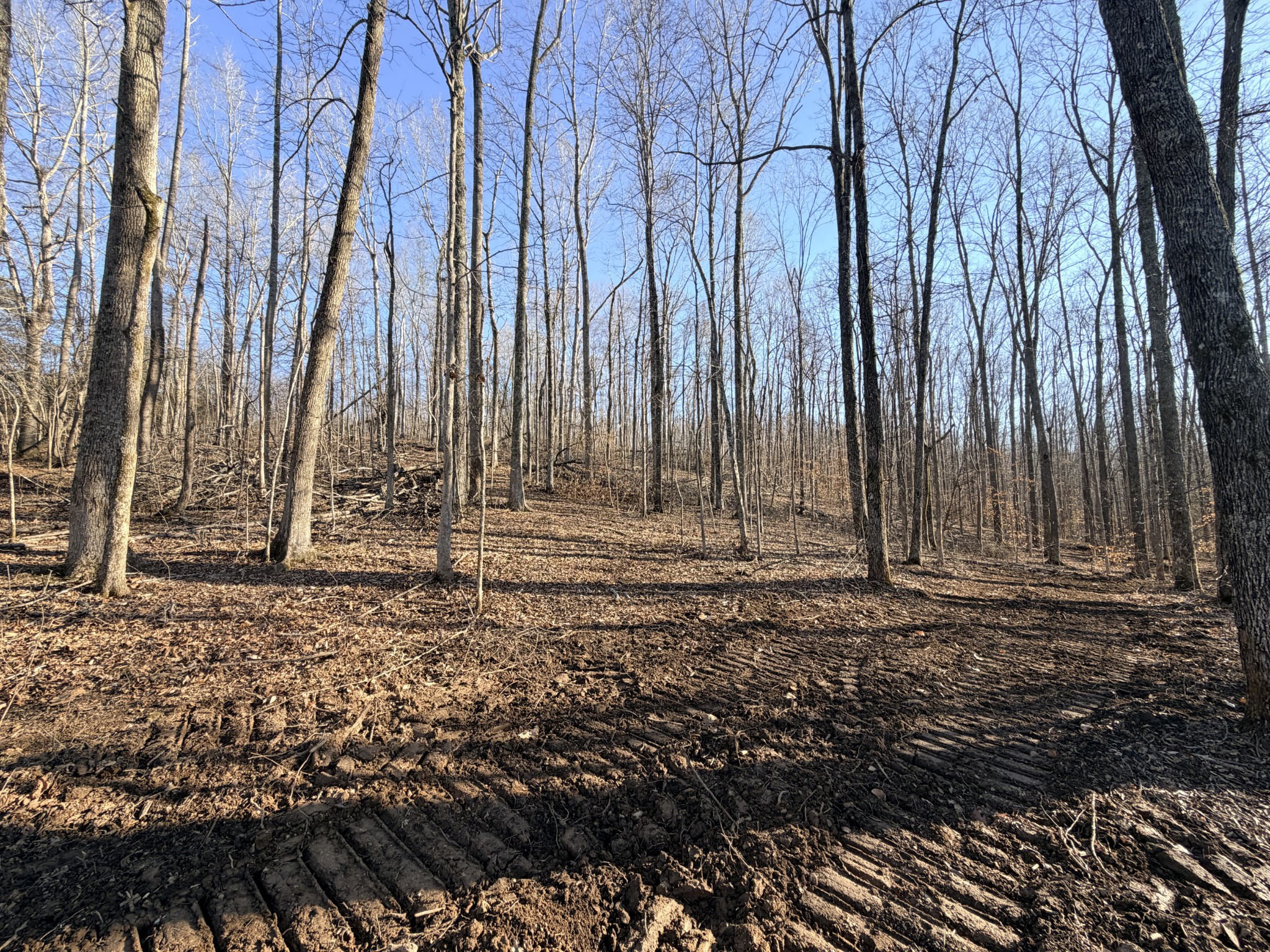 2 John Ross Hollow Road Erin, TN 37061 - Photo 28 of 36 a view of a backyard with large trees