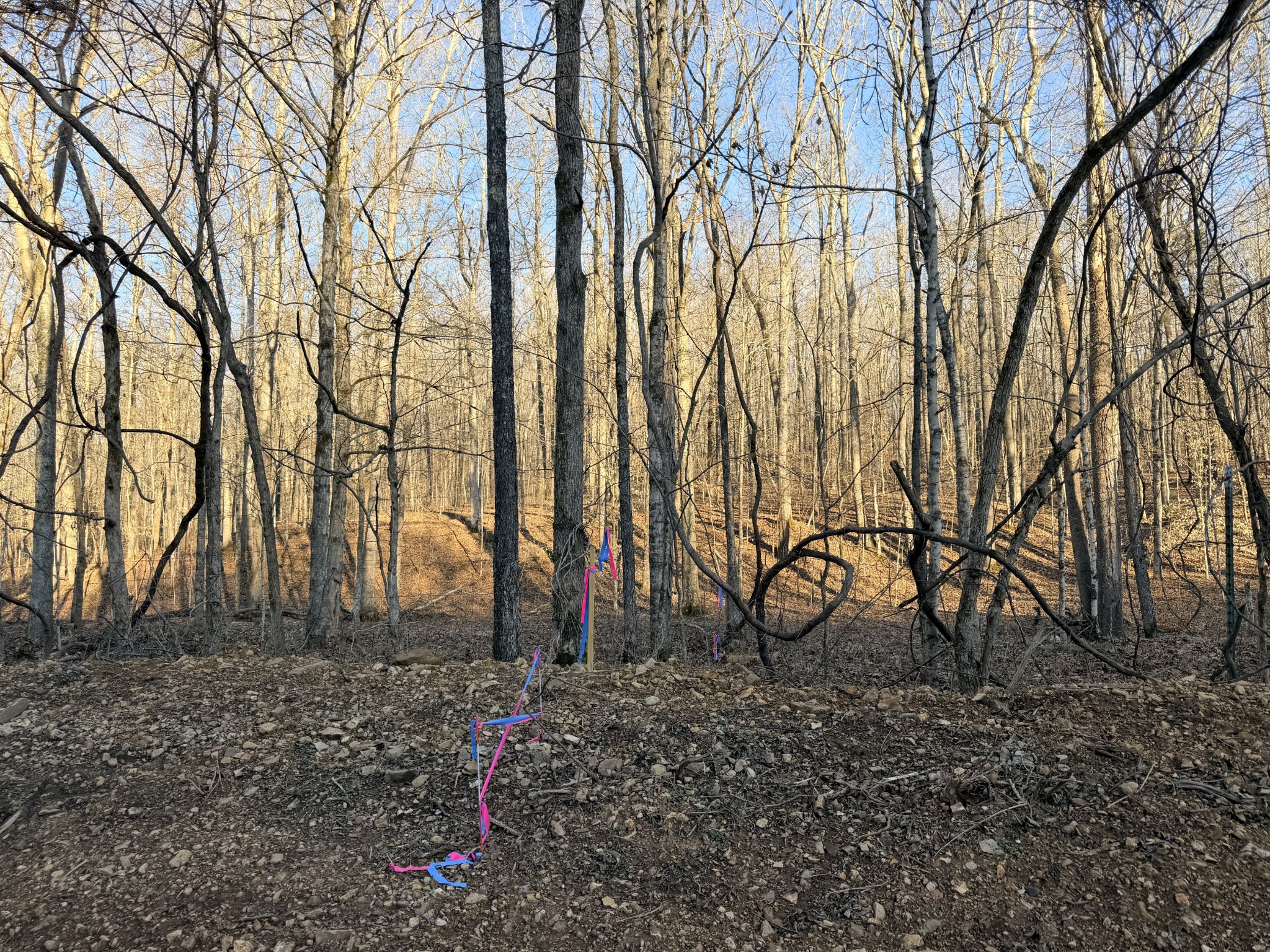 2 John Ross Hollow Road Erin, TN 37061 - Photo 3 of 36 a backyard of a house with lots of green space