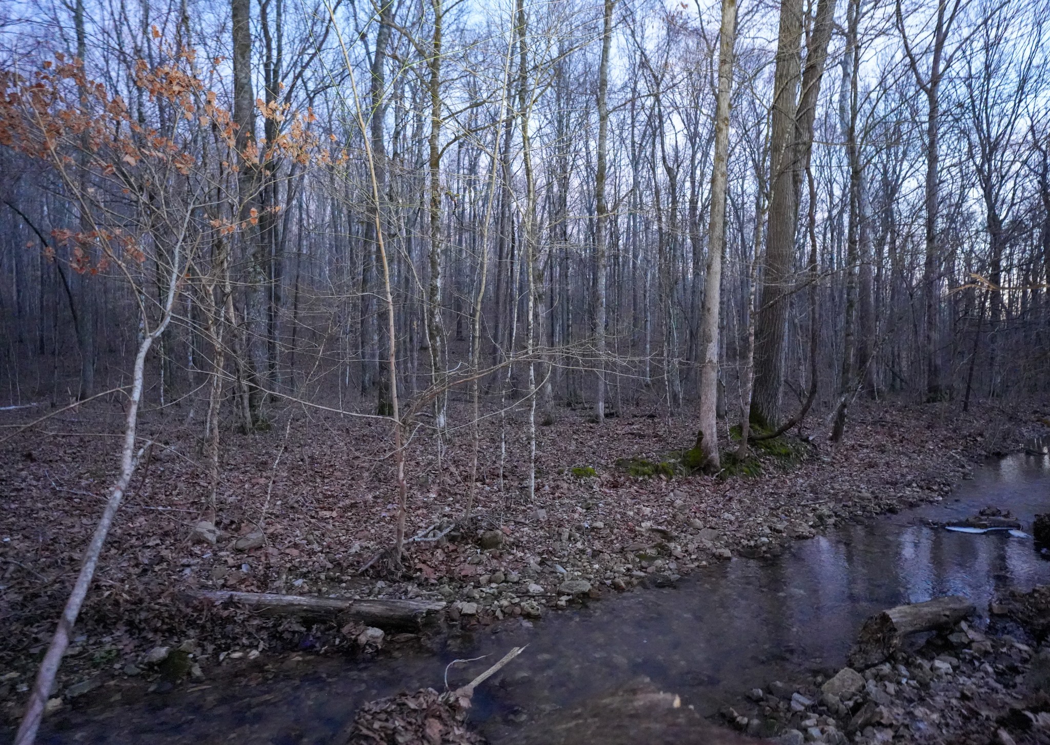 2 John Ross Hollow Road Erin, TN 37061 - Photo 5 of 36 a view of a yard with large trees