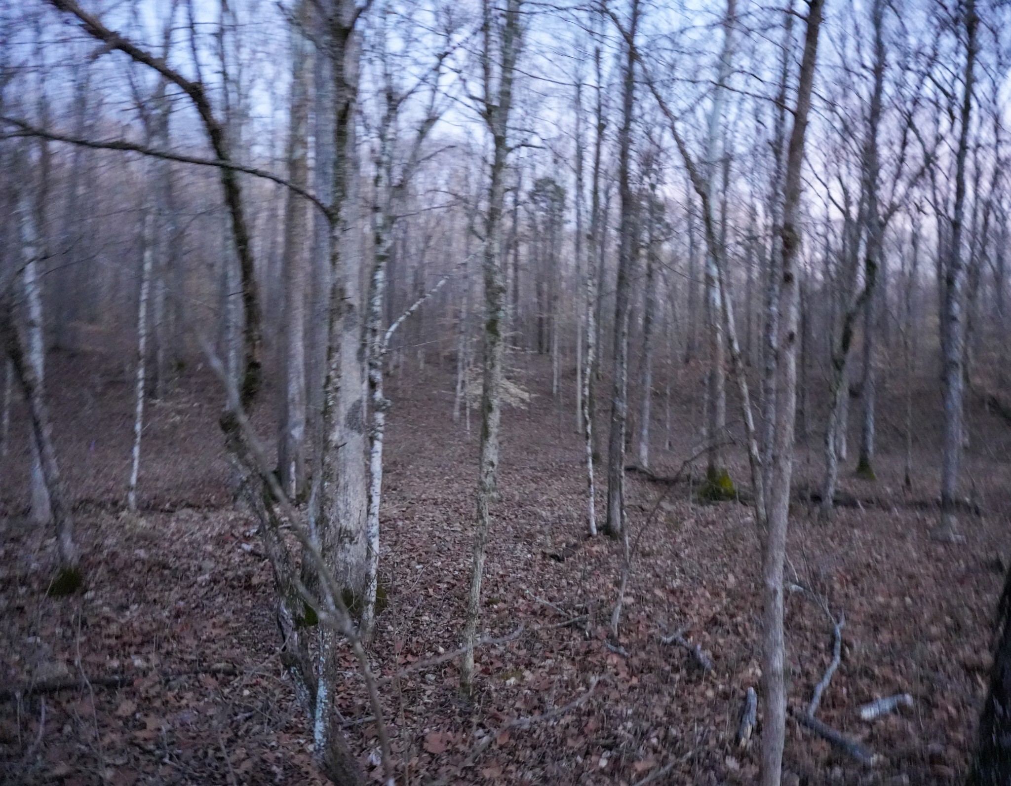 2 John Ross Hollow Road Erin, TN 37061 - Photo 8 of 36 a view of a yard with large trees