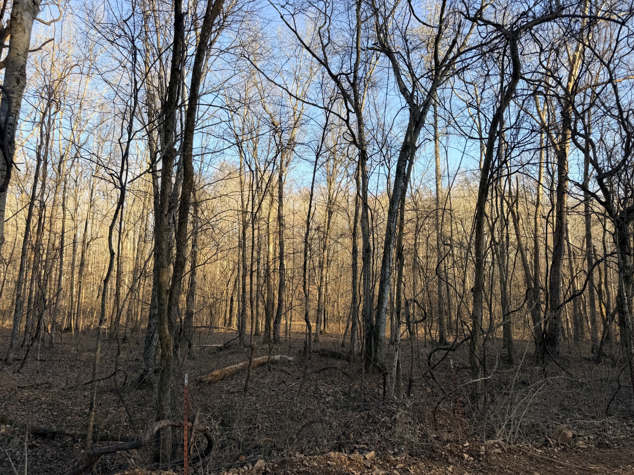 2 John Ross Hollow Road Erin, TN 37061 - Photo 9 of 36 a backyard of a house with lots of green space