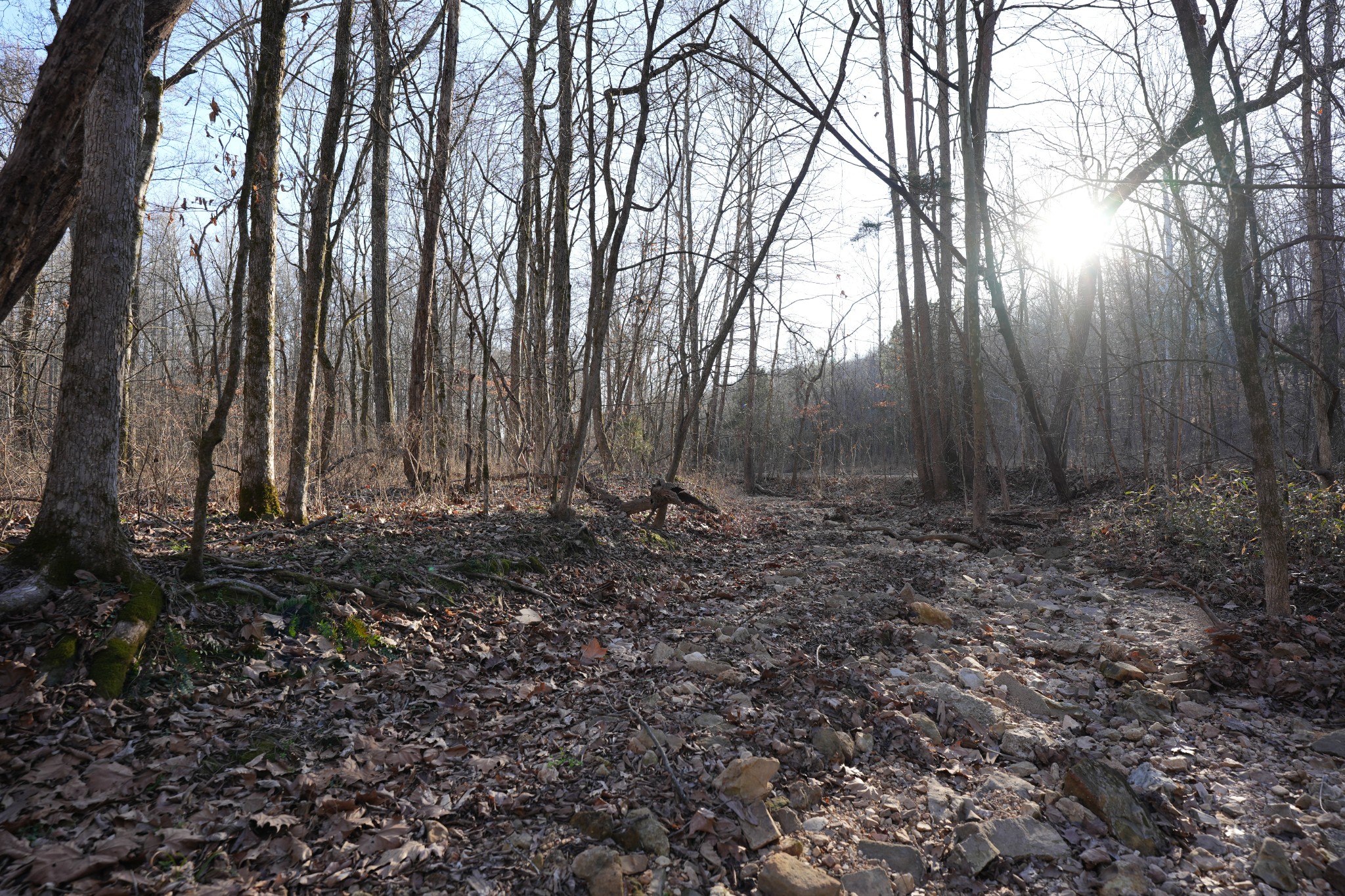 2 John Ross Hollow Road Erin, TN 37061 - Photo 10 of 36 a view of backyard with tree