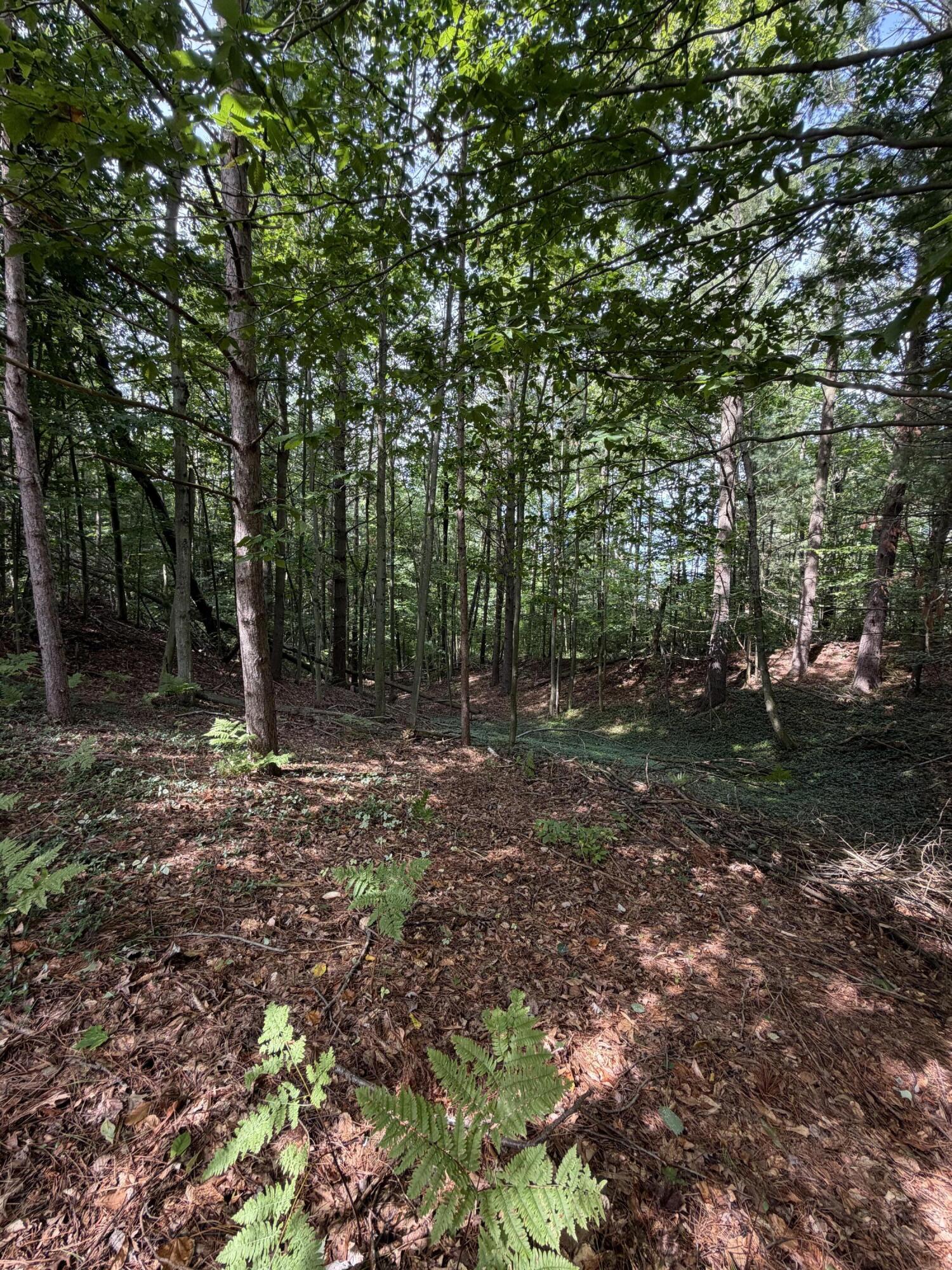 7026 Farr Road Onekama, MI 49675 - Photo 40 of 42 Woods