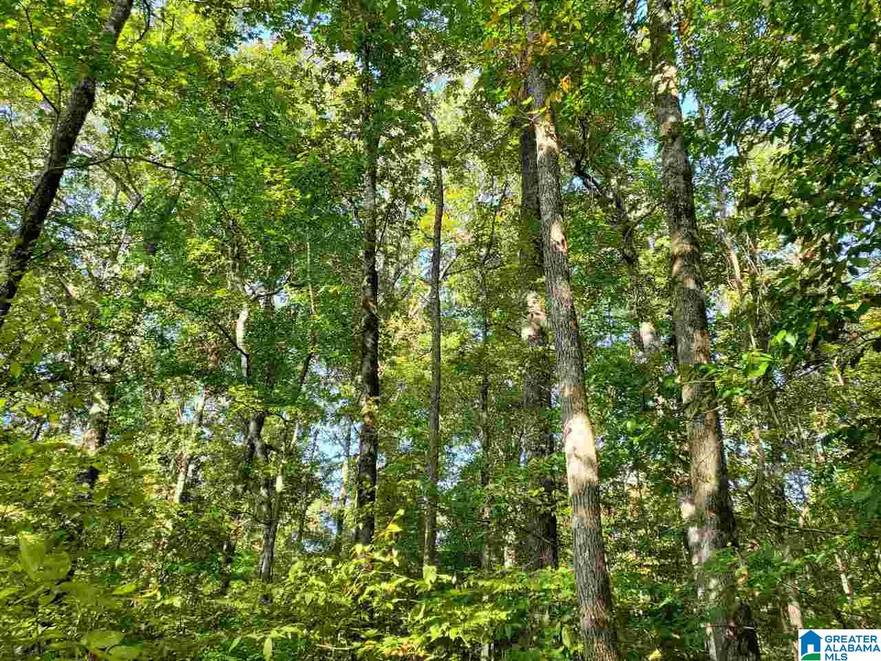 Flag Road, Unit KNOXVILLE Knoxville, AL 35469 - Photo 7 of 9