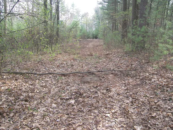 a view of a forest with trees in the background