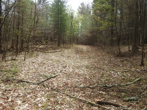 a view of outdoor space with lots of trees