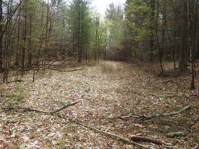 a view of outdoor space with lots of trees