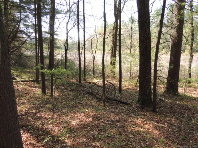 a view of outdoor space with lots of trees